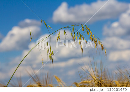 Fatua oatmeal. Stem, leaf and hanging ears of wild oats. Grasses 139201470