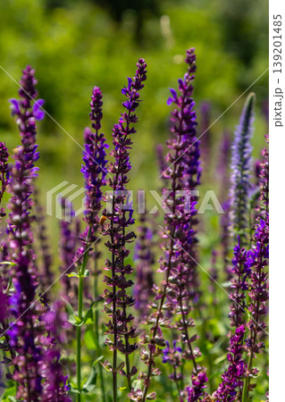 Salvia nemorosa, forest sage, beautiful bright color, violet blue flowers in bloom, muscadine flowering ornamental plants in the garden Salvia nemorosa, forest sage, beautiful bright color, violet blue flowers in bloom, muscadine flowering ornamental plants in the garden 139201485