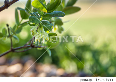 Delicate pale green honeysuckle flowers bloom on a branch in soft morning sunlight 139201544