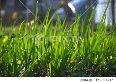 Vibrant green onion stalks bathed in bright sunlight, showcasing fresh growth 139201547