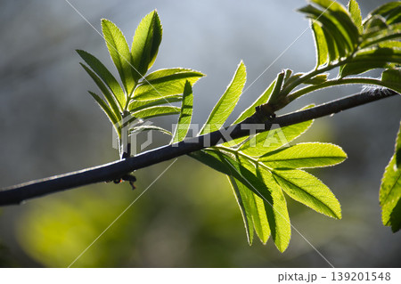 Sunlit Green Rowan Leaves On Branch With Backlit Veins In Spring Nature Close-Up 139201548