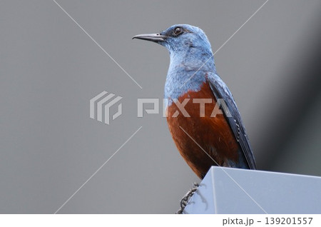 イソヒヨドリのオス 青と赤褐色の美しい野鳥 ポートレート③ イソヒヨドリのオス 青と赤褐色の美しい野鳥 ポートレート③ 139201557