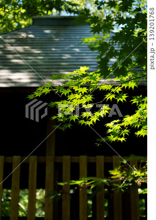 250906信州大芝高原 250906信州大芝高原 139201768
