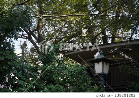 靖国神社の白鳩と桜 靖国神社の白鳩と桜 139201802