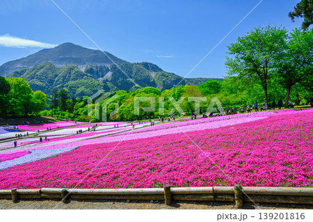 秩父市　武甲山の麓　羊山公園　春の芝桜の丘　 139201816