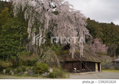 高麗神社旧高麗家住宅の枝垂れ桜 高麗神社旧高麗家住宅の枝垂れ桜 139201820