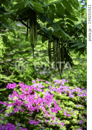 オニグルミの花とツツジ オニグルミの花とツツジ 139201921