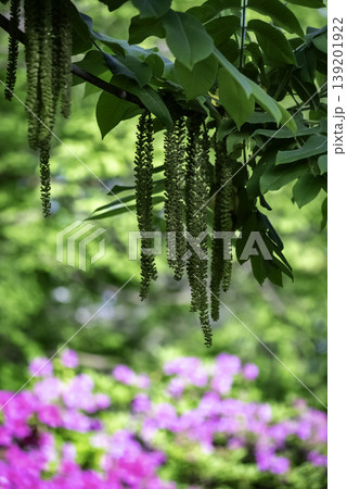 オニグルミの花とツツジ 139201922