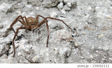 Brown Spider on Rough Rock Surface 139202111
