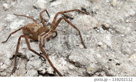 Brown Spider on Rough Rock Surface Brown Spider on Rough Rock Surface 139202112