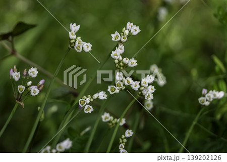 ハタケニラの花 139202126