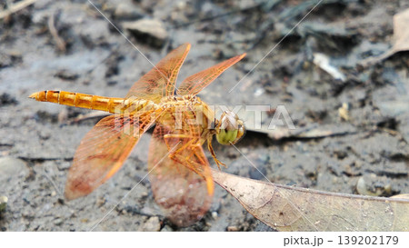 Orange Dragonfly Perched on Moist Soil Orange Dragonfly Perched on Moist Soil 139202179
