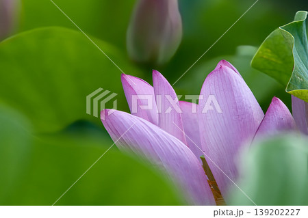 蓮の花のある風景 蓮の花のある風景 139202227