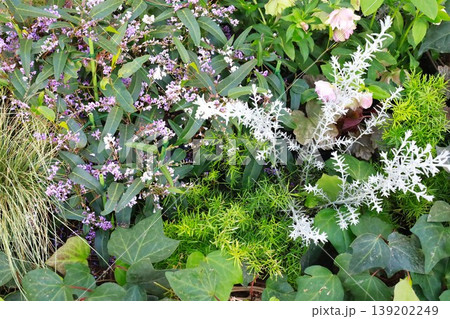 綺麗な寄せ植え 139202249