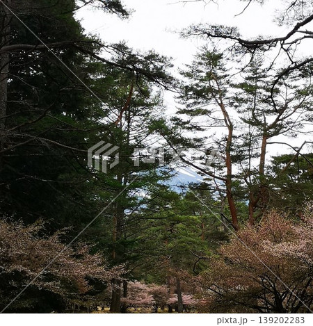 富士山　低山ハイク　フジザクラ 139202283