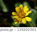 黄色いツワブキの花 139202301