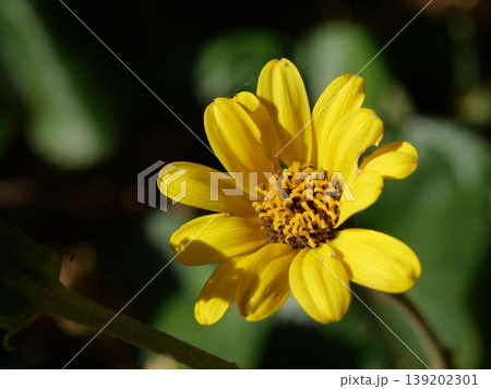 黄色いツワブキの花 黄色いツワブキの花 139202301
