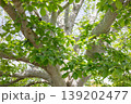 新緑の風景 新緑の風景 139202477