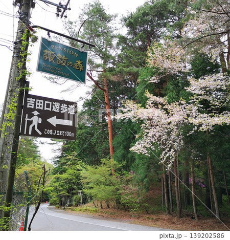 低山ハイク 富士山 フジザクラ 低山ハイク 富士山 フジザクラ 139202586