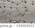 砂浜に打ち上げられた石 砂浜に打ち上げられた石 139202622