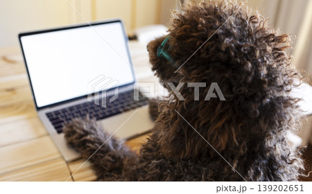 Dog working on laptop wearing green glasses 139202651