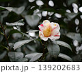 縦絞り模様の入ったツバキの花 139202683