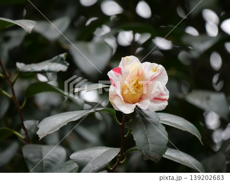 縦絞り模様の入ったツバキの花 縦絞り模様の入ったツバキの花 139202683