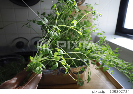 キッチンの窓辺で育てる水耕栽培 豆苗を収穫するイメージ キッチンの窓辺で育てる水耕栽培 豆苗を収穫するイメージ 139202724