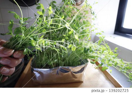 キッチンの窓辺で育てる水耕栽培 豆苗を収穫するイメージ キッチンの窓辺で育てる水耕栽培 豆苗を収穫するイメージ 139202725