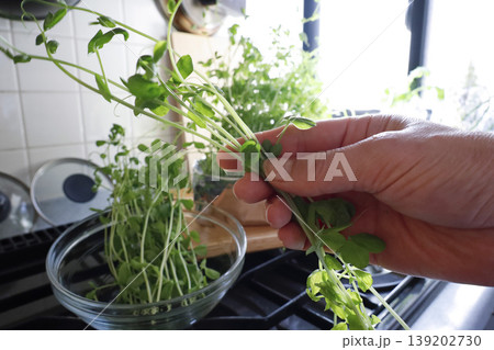 キッチンの窓辺で育てる水耕栽培　豆苗を収穫するイメージ 139202730