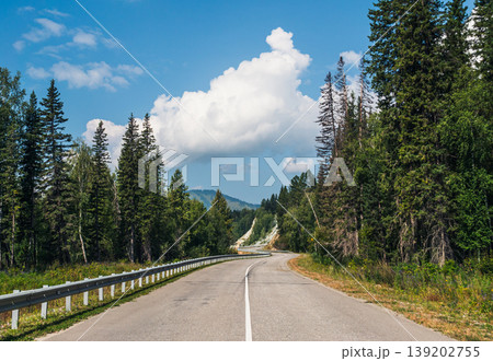 Winding road travels through a lush green forest with tall pine trees under a clear blue sky Winding road travels through a lush green forest with tall pine trees under a clear blue sky 139202755