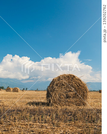 Round hay bales scattered across a dry harvested field under a clear blue sky and distant mountains 139202762