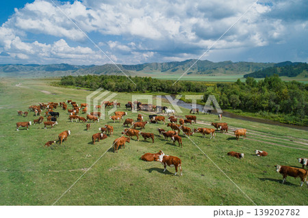 Aerial view captures herd of a cattle and horses graze peacefully in a vast green mountain valley near a winding river on a clear summer day Aerial view captures herd of a cattle and horses graze peacefully in a vast green mountain valley near a winding river on a clear summer day 139202782