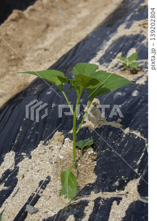 These are chili pepper seedlings planted in the field.	 139202804