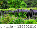 満開の藤棚と緑の木々 139202810