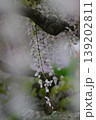 春風にゆれる白い藤の花 139202811