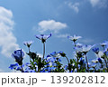 青い空とネモフィラの花 139202812
