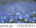青いネモフィラが満開 139202813