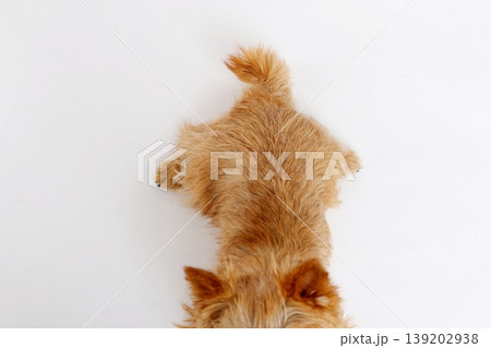 上から見た犬の尻尾と背中シンプル白背景 139202938