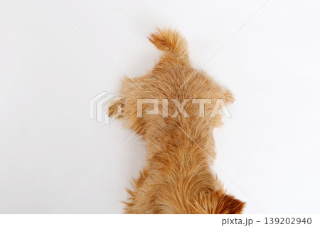白無地背景の犬後ろ姿パーツ素材 ノーリッチテリア 139202940