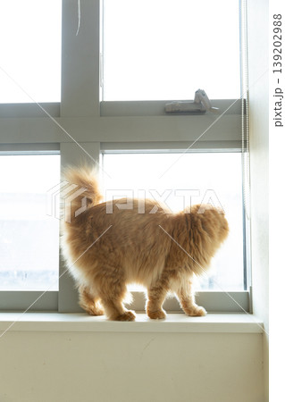 窓の外を見る　毛の長い茶トラ猫 139202988