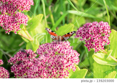 Beautiful Peacock butterfly (Aglais io) with vibrant eye spots sitting on pink Sedum (Stonecrop) flowers in sunny garden. 139203000