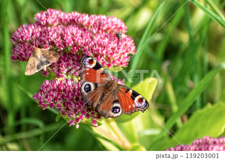 Peacock butterfly (Aglais io) and small moth feeding together on pink Sedum flowers. 139203001