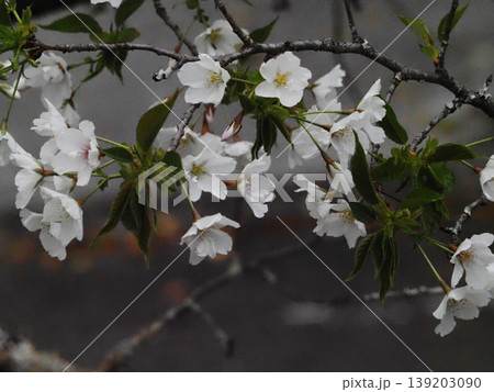日陰の白い桜の花のクローズアップ(春野運動公園のオオシマザクラ) 日陰の白い桜の花のクローズアップ(春野運動公園のオオシマザクラ) 139203090