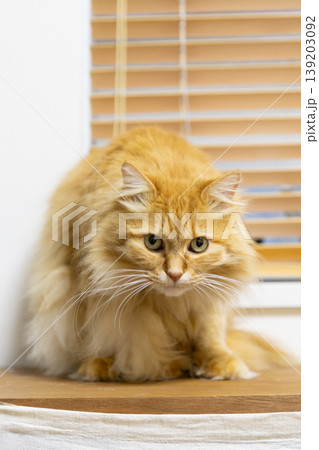 姿勢の悪い茶トラ猫 縦写真 姿勢の悪い茶トラ猫 縦写真 139203092