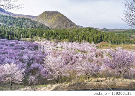 春の桜峠　満開のオオヤマザクラ　福島県北塩原村 139203133