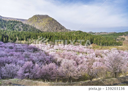 春の桜峠　満開のオオヤマザクラ　福島県北塩原村 139203136