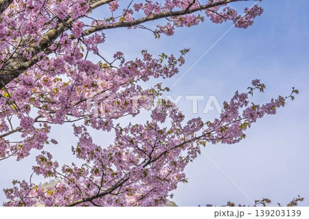 春の桜峠 満開のオオヤマザクラ 福島県北塩原村 春の桜峠 満開のオオヤマザクラ 福島県北塩原村 139203139