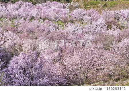 春の桜峠 満開のオオヤマザクラ 福島県北塩原村 春の桜峠 満開のオオヤマザクラ 福島県北塩原村 139203141