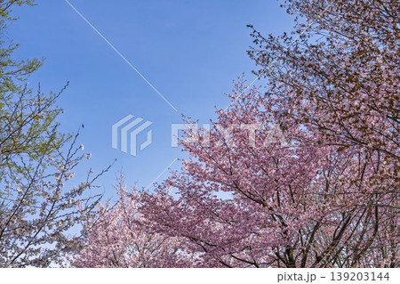 春の桜峠 満開のオオヤマザクラ 福島県北塩原村 春の桜峠 満開のオオヤマザクラ 福島県北塩原村 139203144